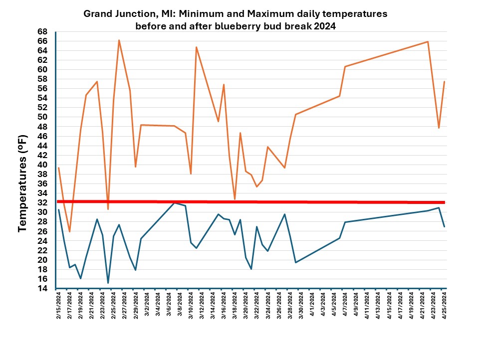 A line graph showing minimum and maximum daily temperatures before and after blueberry bud break in Grand Junction, Michigan, in 2024.